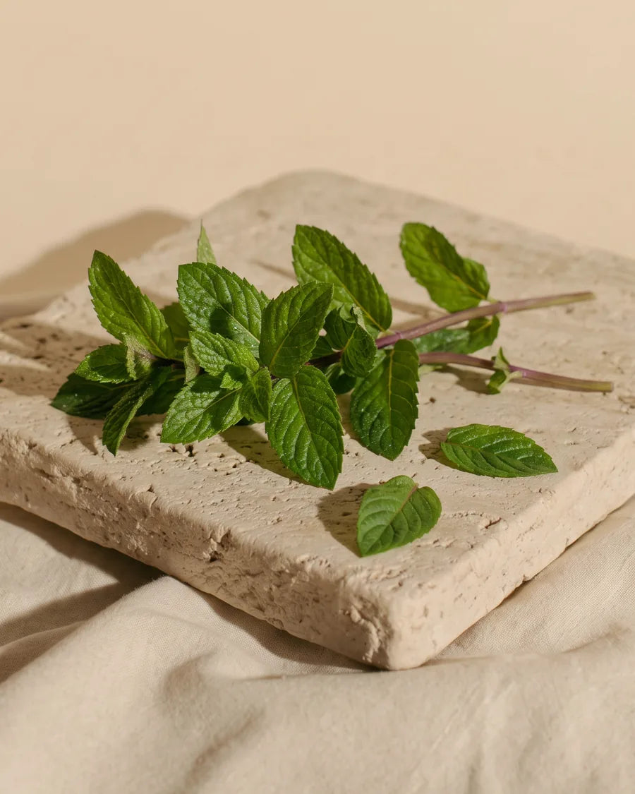 Menta piperita